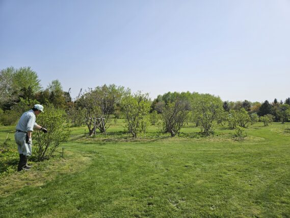 「ライラック情報」の画像