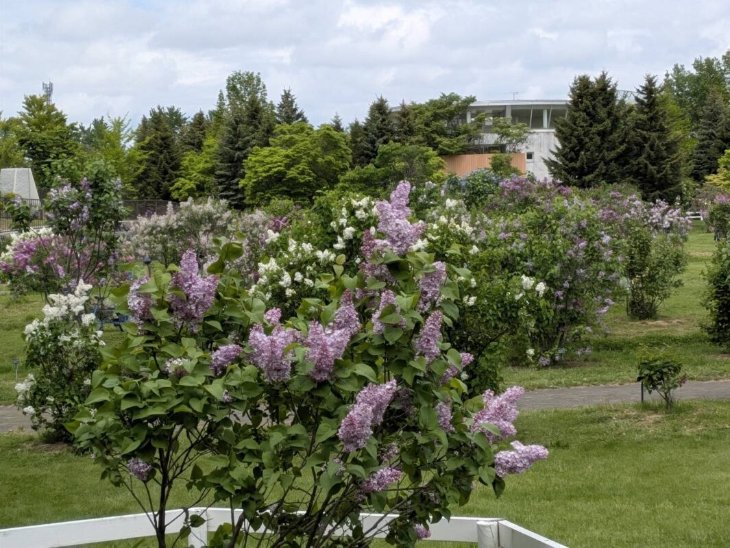 「ライラックまつり前日！ライラック情報。」の画像