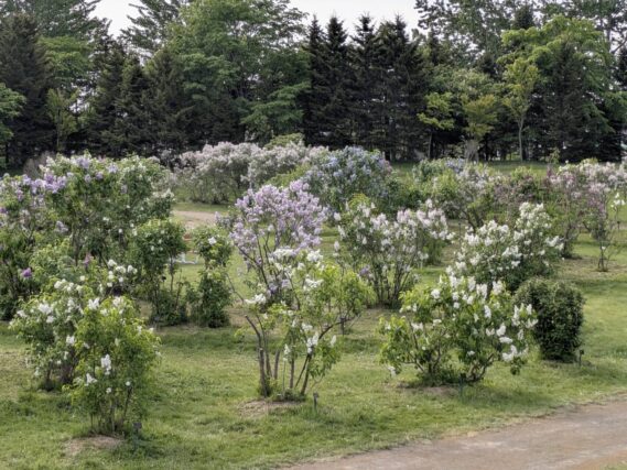 川下公園のライラックの森