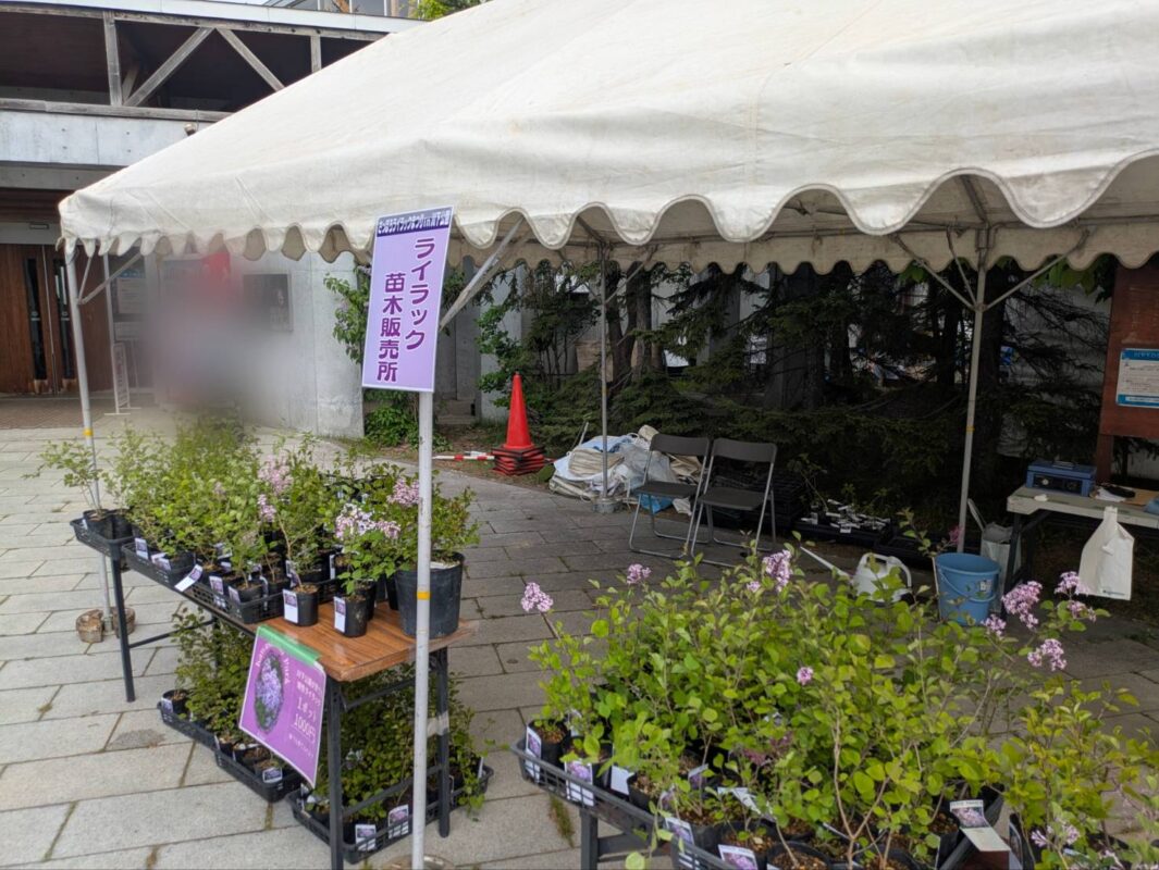 「ライラックまつり初日！」の画像