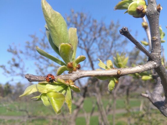 「ライラック情報」の画像