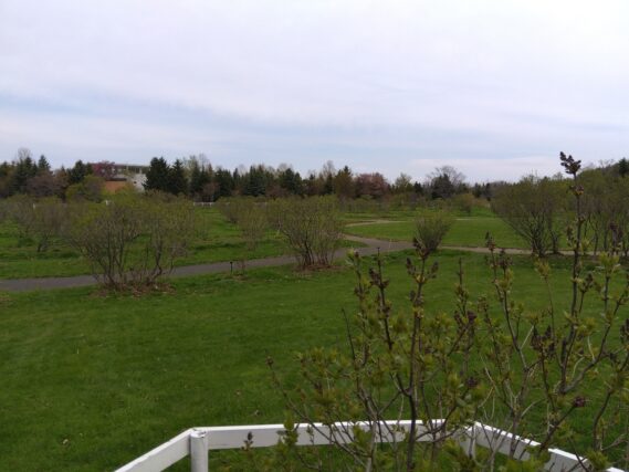 「ライラック情報」の画像