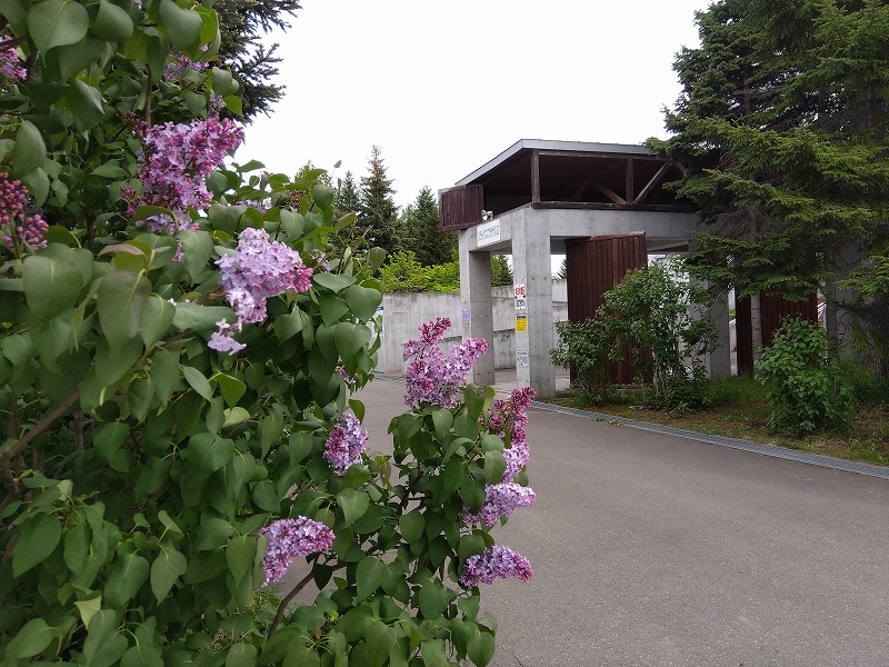 「ライラック情報」の画像