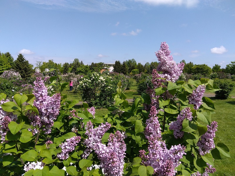 「ライラック情報」の画像