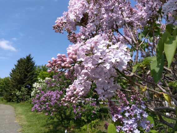 川下公園に咲いている紫色のライラック