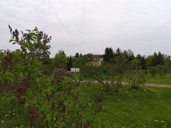 「ライラック情報」の画像