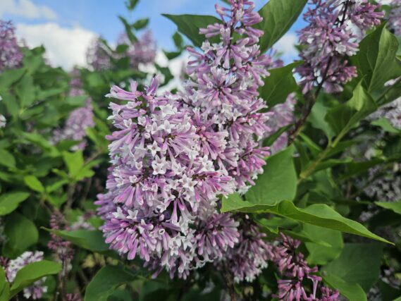 「ライラック情報」の画像