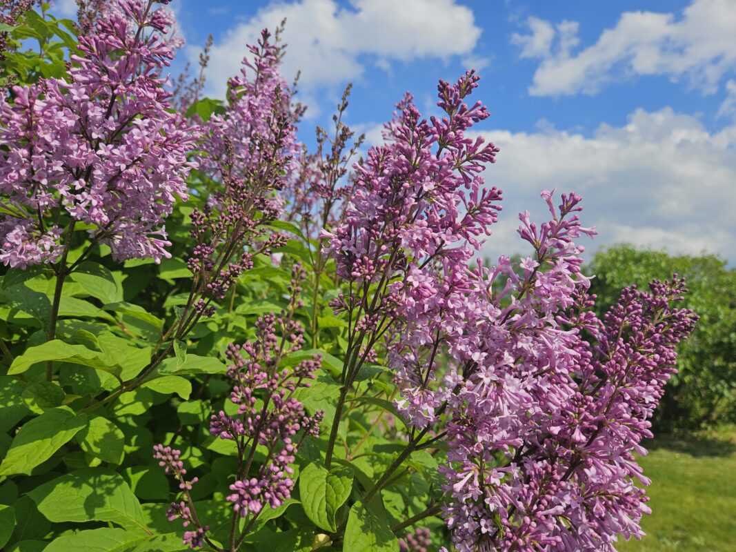 「電話は復旧しました」の画像