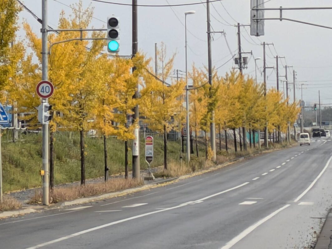 川下公園前の紅葉しているイチョウ並木