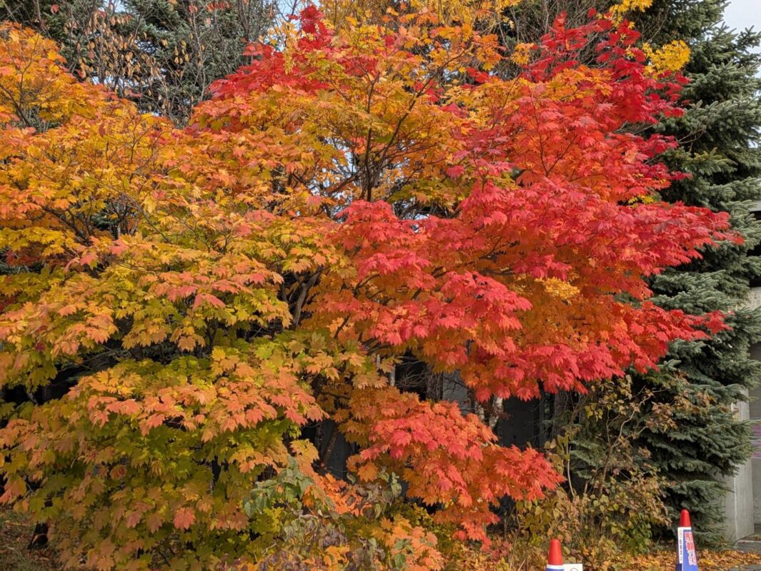「札幌市・川下公園の紅葉、今どう？管理人が最新状況を紹介」の画像