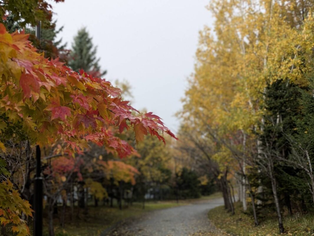 公園園路沿いの紅葉