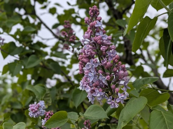 紫色のライラック、色の濃いつぼみと、薄い花弁が開いた様子画像