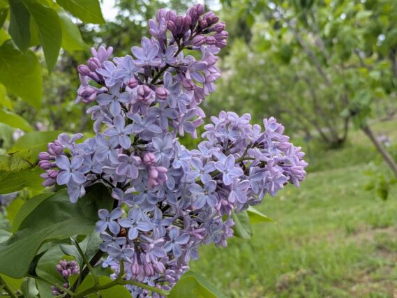 紫色のライラック、色の濃いつぼみと、薄い花弁が開いた様子画像
