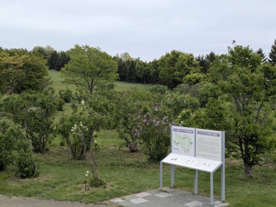 川下公園ライラックの森状況。若干ライラックの開花がはじまっている。