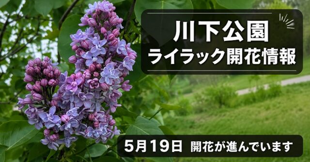 「川下公園今日の八重咲ライラック【5月19日開花情報】」の画像