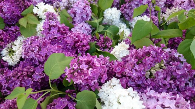 沢山のライラックの切り花が散りばめられている画像