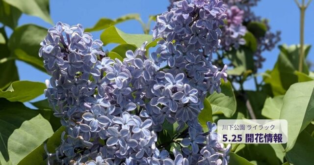 「5月25日現在の開花状況」の画像