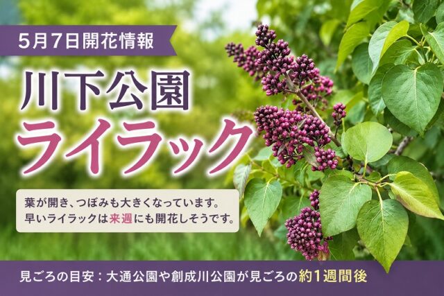 「川下公園のライラック、早い品種は来週開花？【5月7日開花情報】」の画像