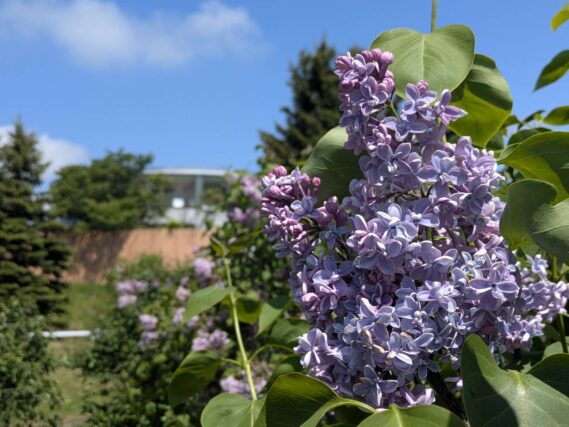 川下公園のライラック色のライラック、背景が青空の画像