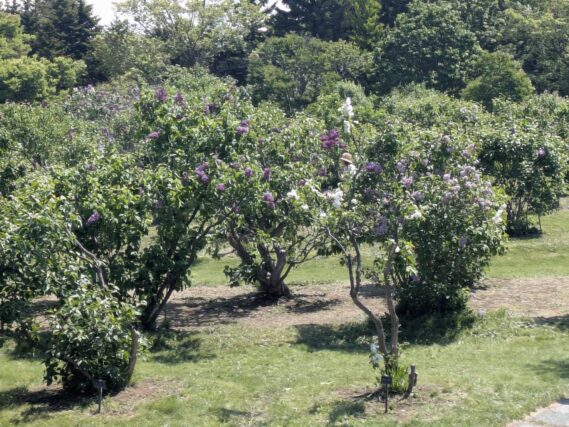 川下公園のライラックの森を遠くから撮った画像