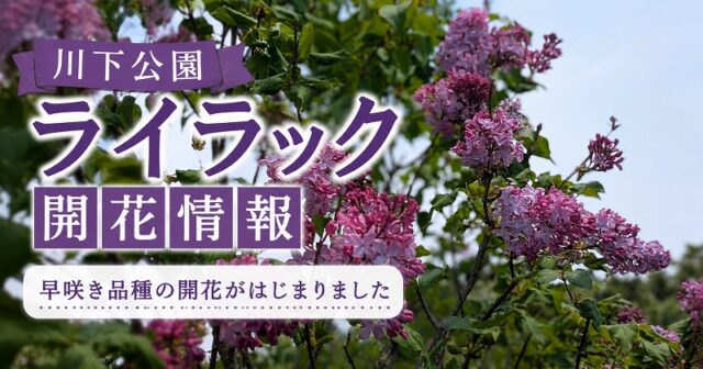 「川下公園のライラック、早咲き品種が咲き始めています【5月13日開花情報】」の画像