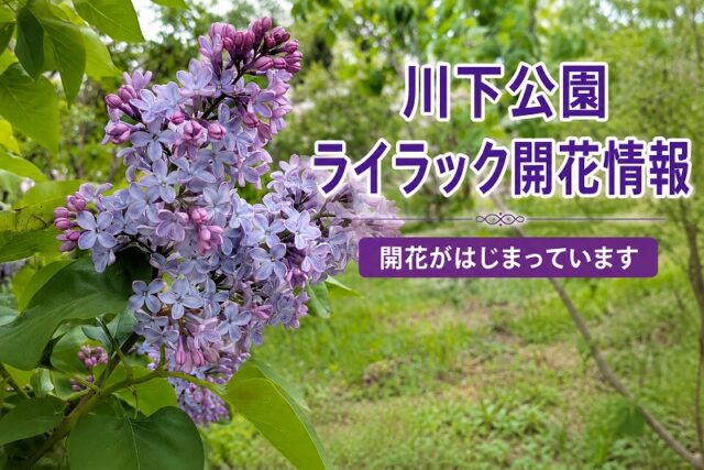 「川下公園ライラックの開花がはじまっています【5月17日開花情報】」の画像