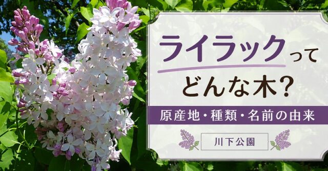 「「ライラックってどんな木？」香り・原産地・種類を解説します。」の画像