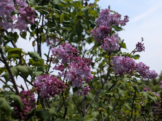 薄い紫の花弁と濃い紫のつぼみがあるライラック画像