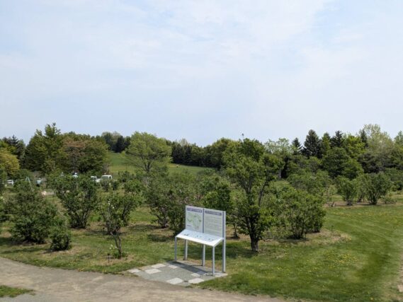 ライラックの森の全体風景。葉が開き緑が茂っているが、全体的な開花は始まっていない画像