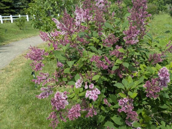 「川下公園ライラック開花状況｜6月4日」の画像