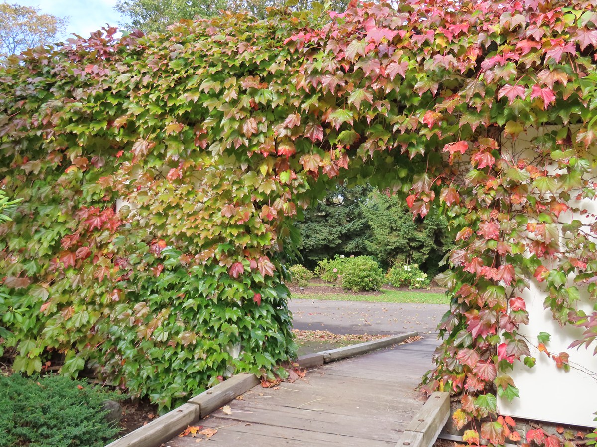 緑化ツタ苗補助のイメージ