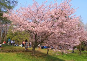 エゾヤマザクラ(開花イメージ)