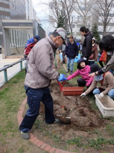 大通西2丁目花壇での株分けの様子