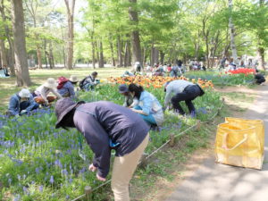 チューリップ花壇の手入れ