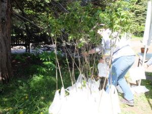 エゾヤマザクラの苗木