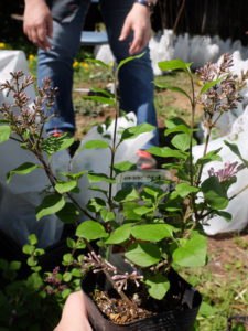 ライラックの苗木