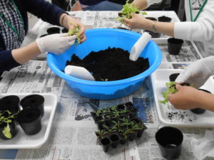 ポット上げの様子