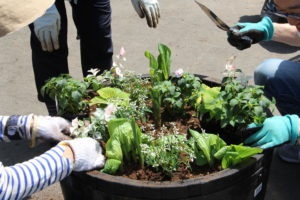 植え込みの様子