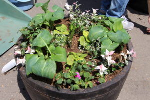 手前の濃いピンクがインパチェンス、左隣がギボウシ