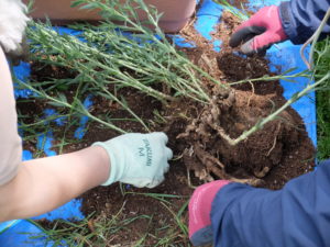 宿根草に絡んだ雑草を取る様子