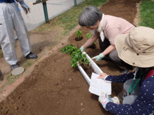 宿根草を図面を参考にしながら配置する様子