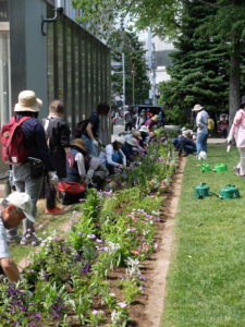 一年草植え込みの様子