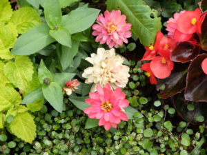 色が変化したジニアの様子