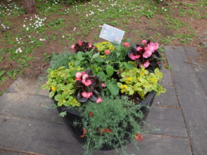 案内看板付近コンテナアップ(6月19日)