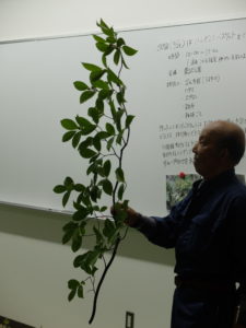 ナツツバキを持つ鮫島先生