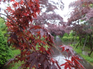 雨のモミジ並木