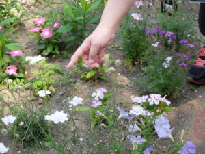 蕾と花殻の違いを説明している様子