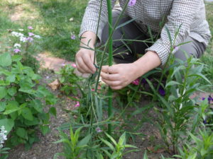 サンジャクバーベナに支柱を立てる様子