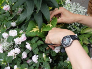 インパチェンスとコリウスを切り戻す様子