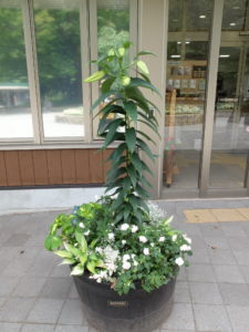 カサブランカは1週間前後で咲きそうです